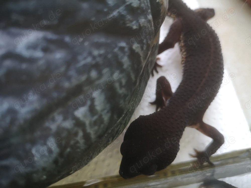 Wunderschönes Black Night Weibchen, Leopardgecko BN