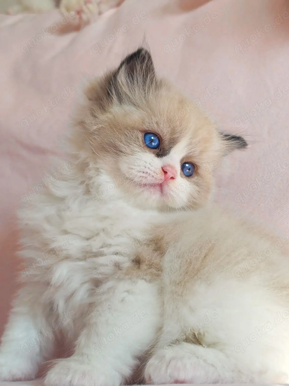 Ragdoll Kitten mit WCF Stammbaum aus Champion Verpaarung