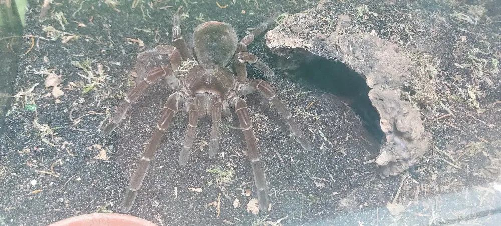0.1 Theraphosa Stirmi Vogelspinne
