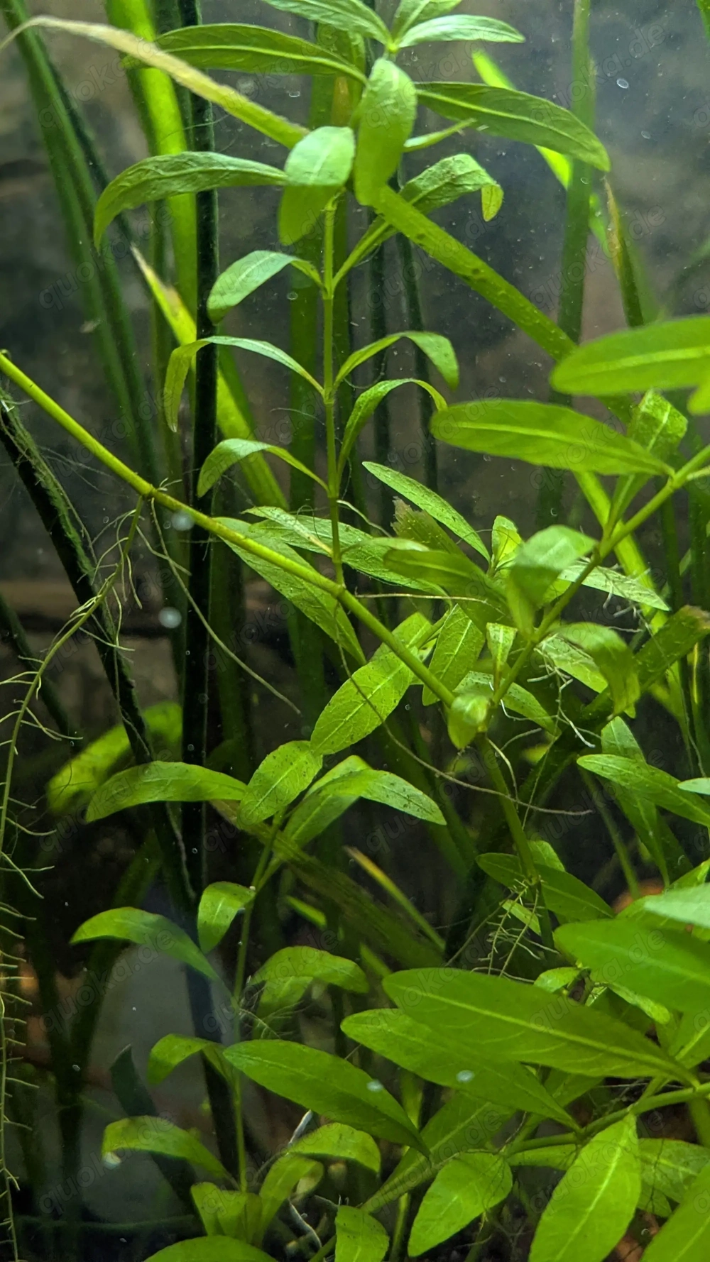 Wasserpflanzen ,Valisnerien , Wasserkelch ...