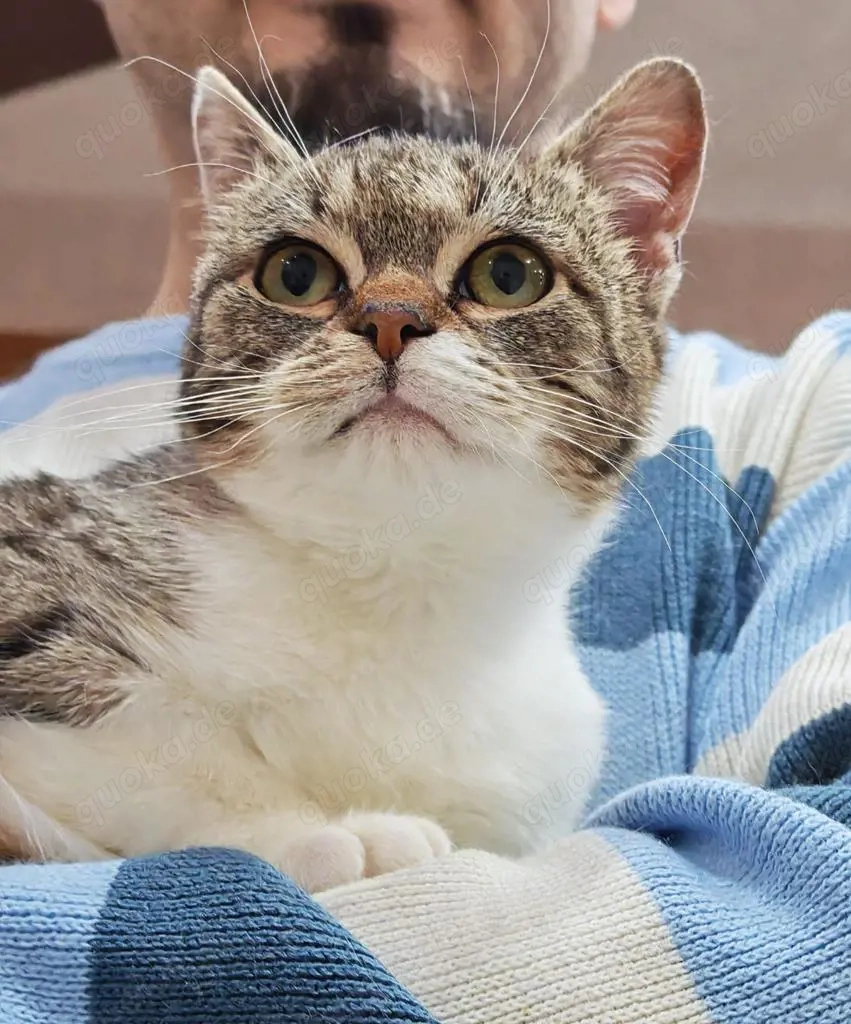 zuckersüße, liebe, junge Grumpy Katze Codiza sucht ein schönes Zuhause