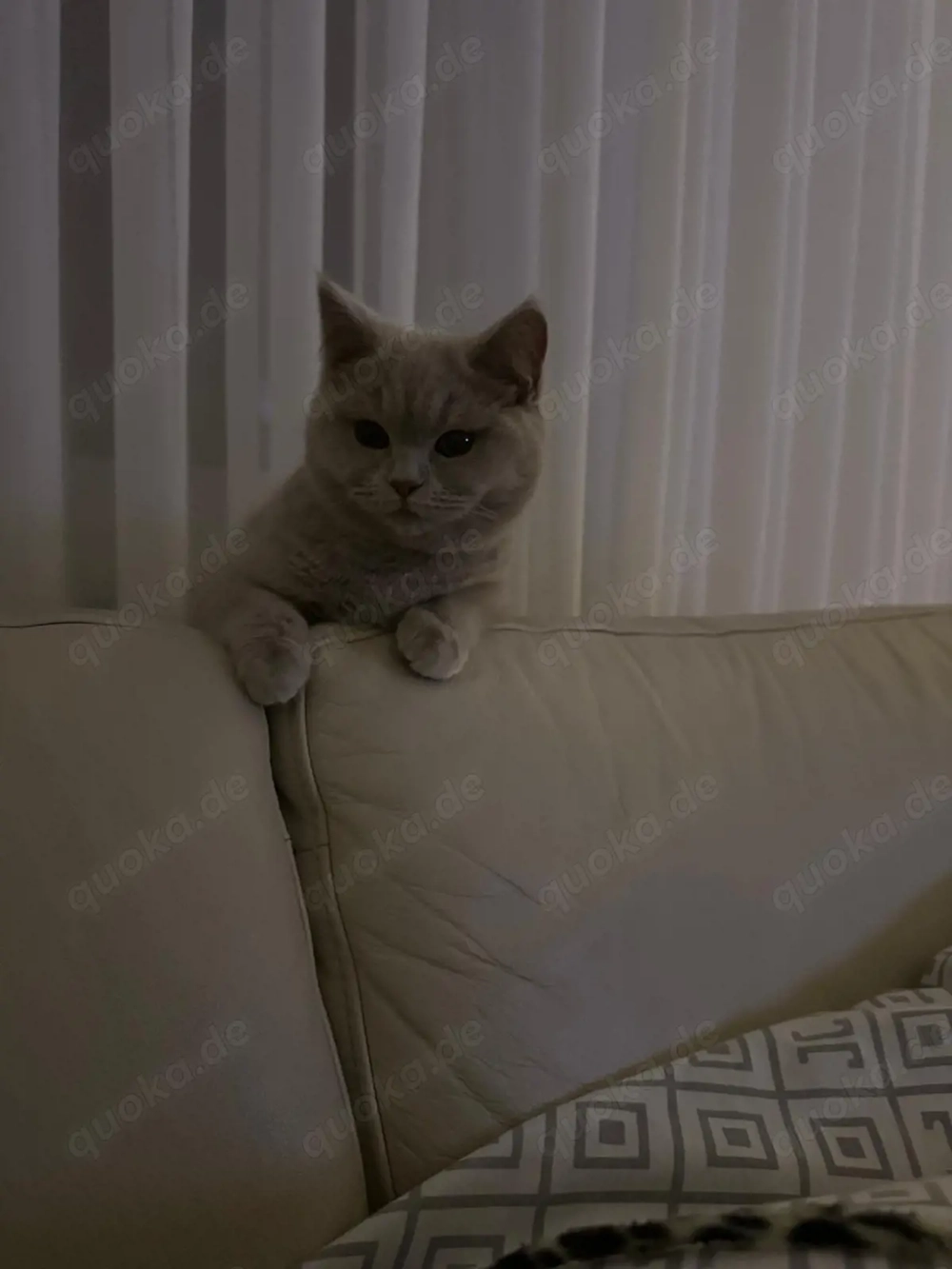 Reinrassige BKH Katze abzugeben mit komplettem Zubehör