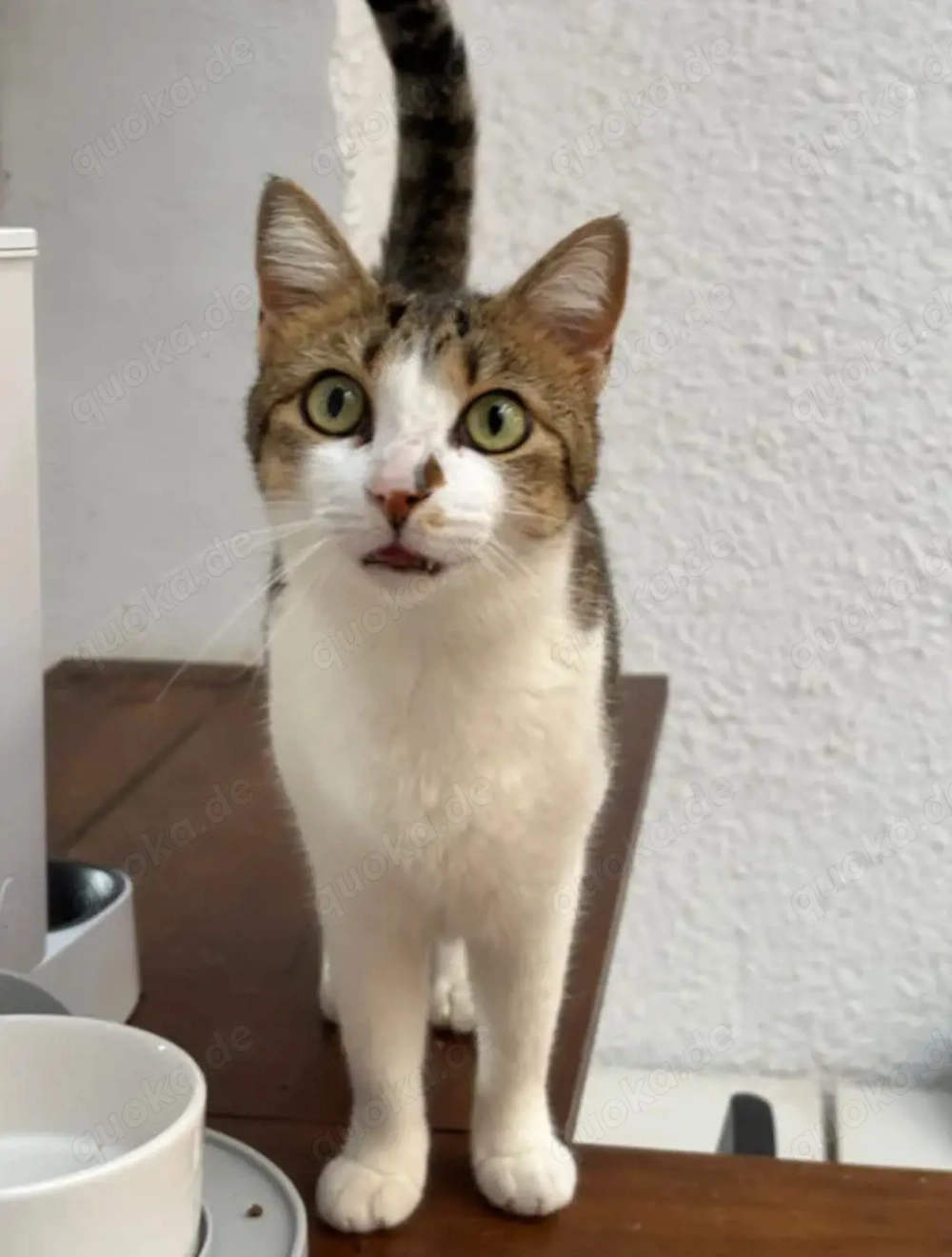 Lluvia Verschmustes aktives Katzenmädel sucht spannende Familie 