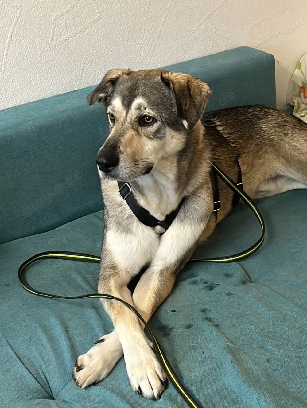 SOS - Floki auf Pflegestelle sucht Zuhause 