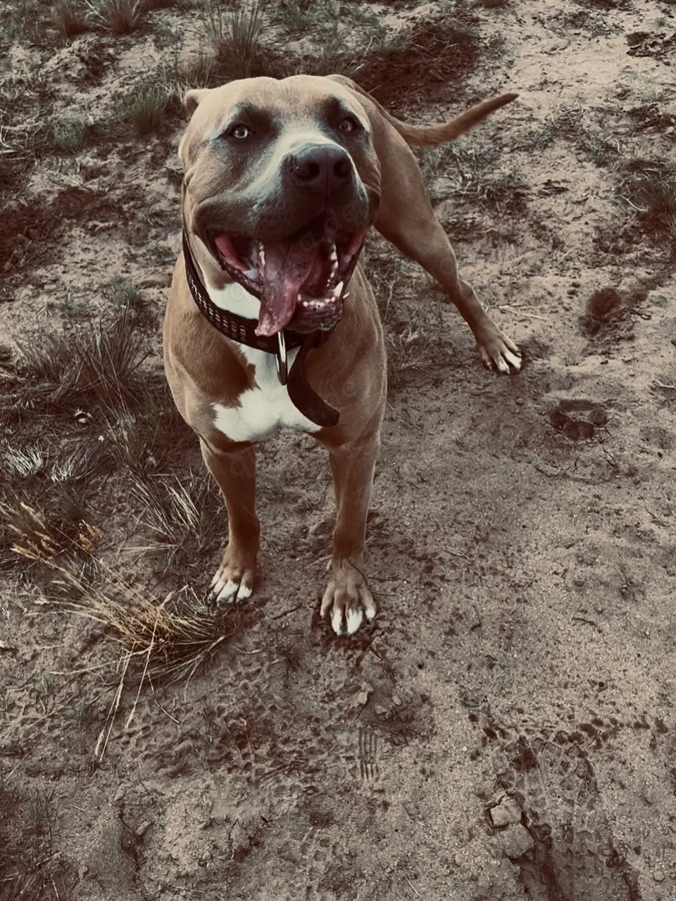 Muss leider mein Hund abgeben wegen melne gesundheitlichen gründen 