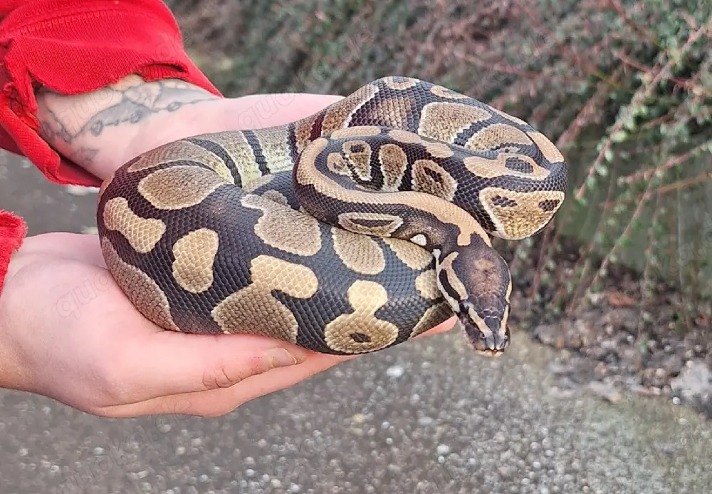 python regius (Königspython)