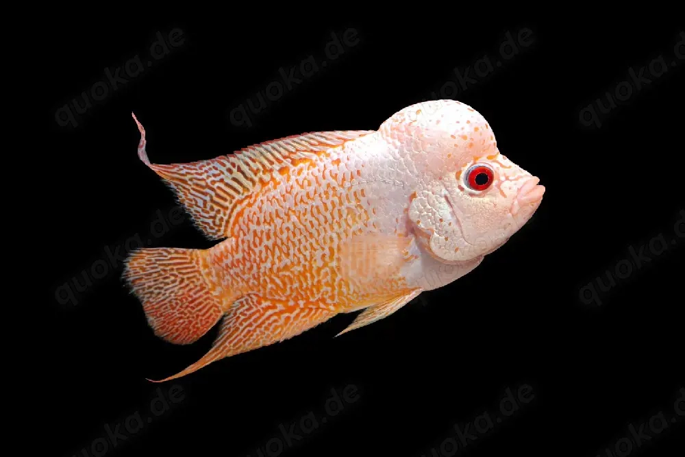 SUPER Showtier Flowerhorn Goldenbase Ice cream Face 