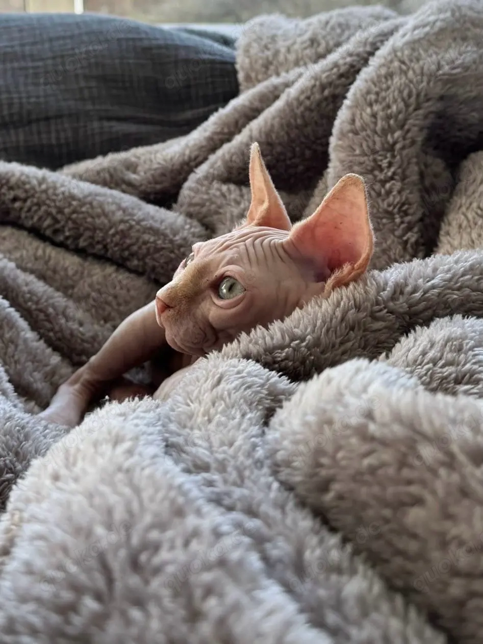 Süßer Sphynx Kater sucht liebevolles Zuhause