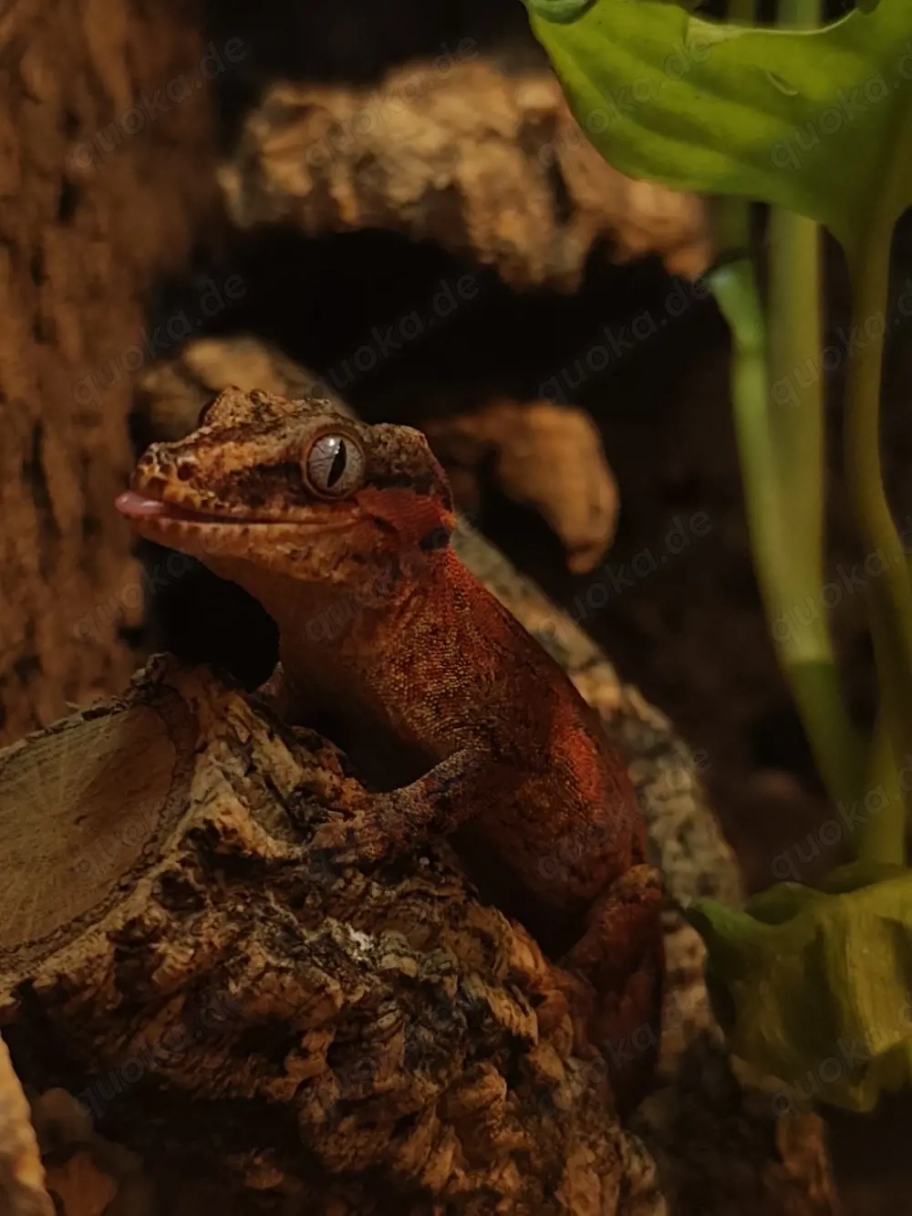 1.0 Red Based   Red Striped Rhaocodactylus auriculatus