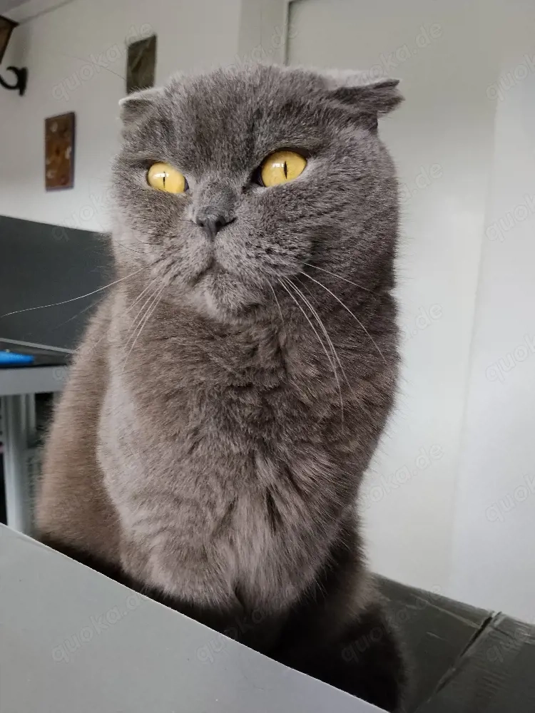 Kater britisch Kurzhaar 