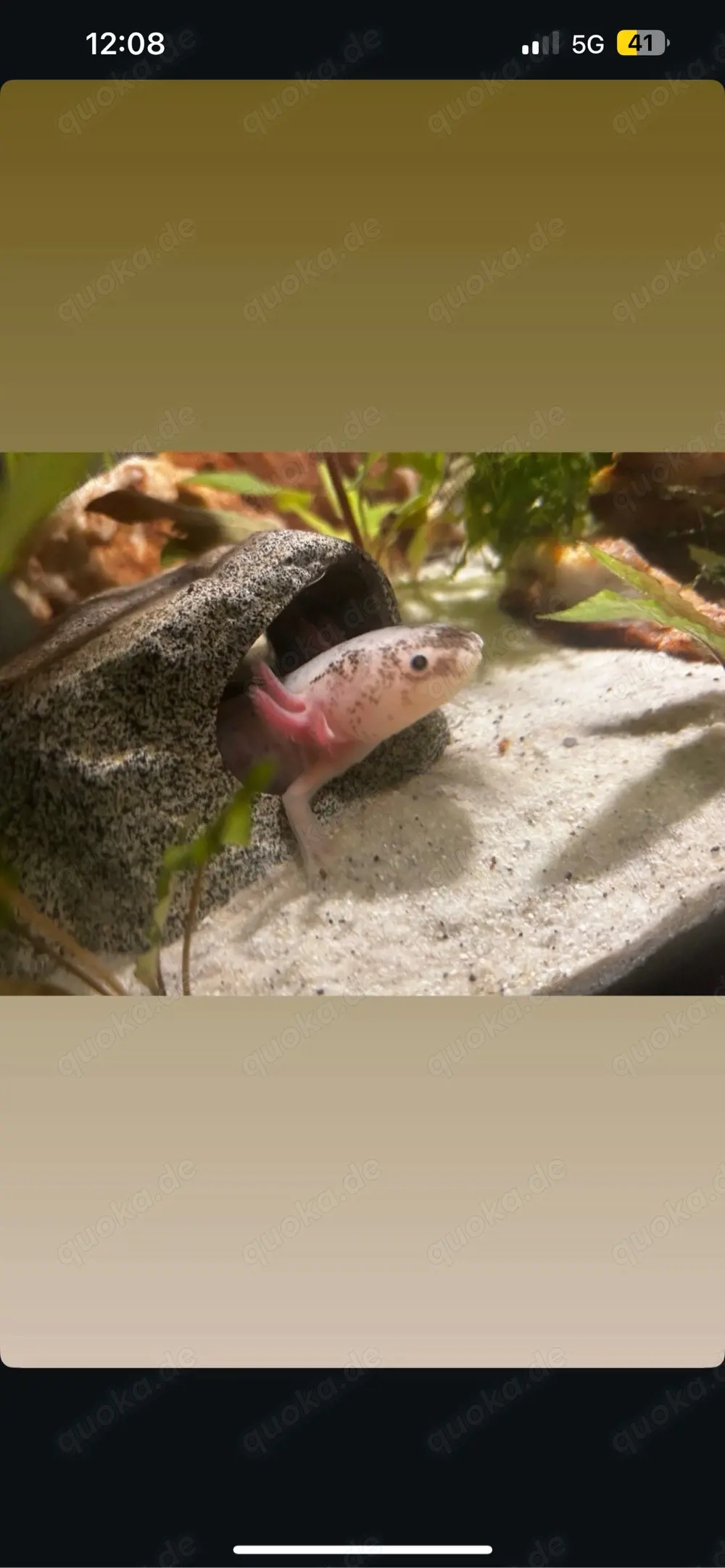 Axolotl Pärchen Harlekin 