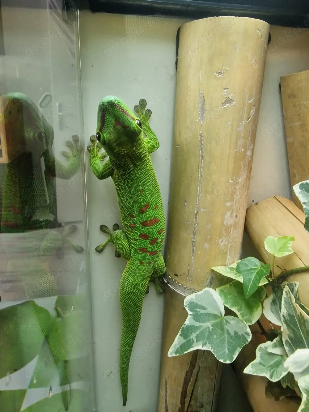 Taggecko Geschwister 