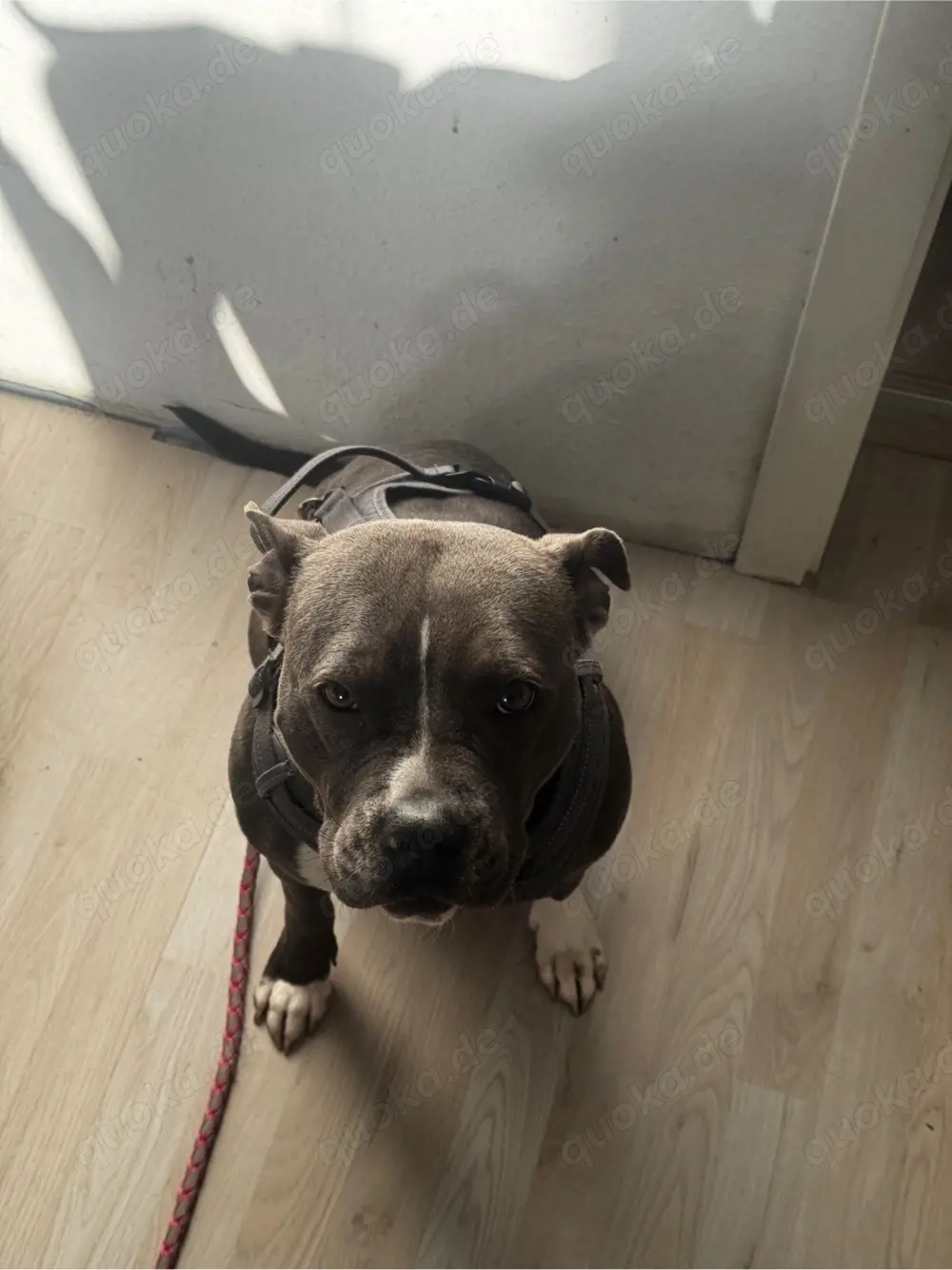 steff mix bully zum abgeben