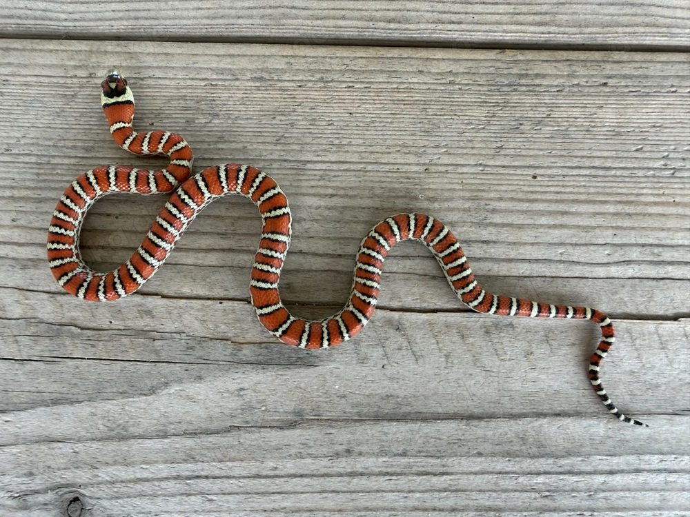 0.1 Lampropeltis Pyromelana Knoblochi Osborne Typ 2