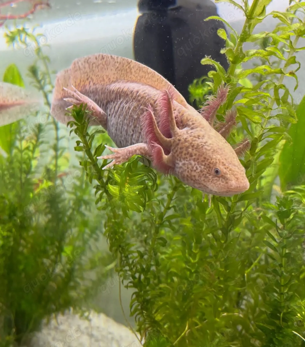 Axolotl in verschiedenen Farben abzugeben.