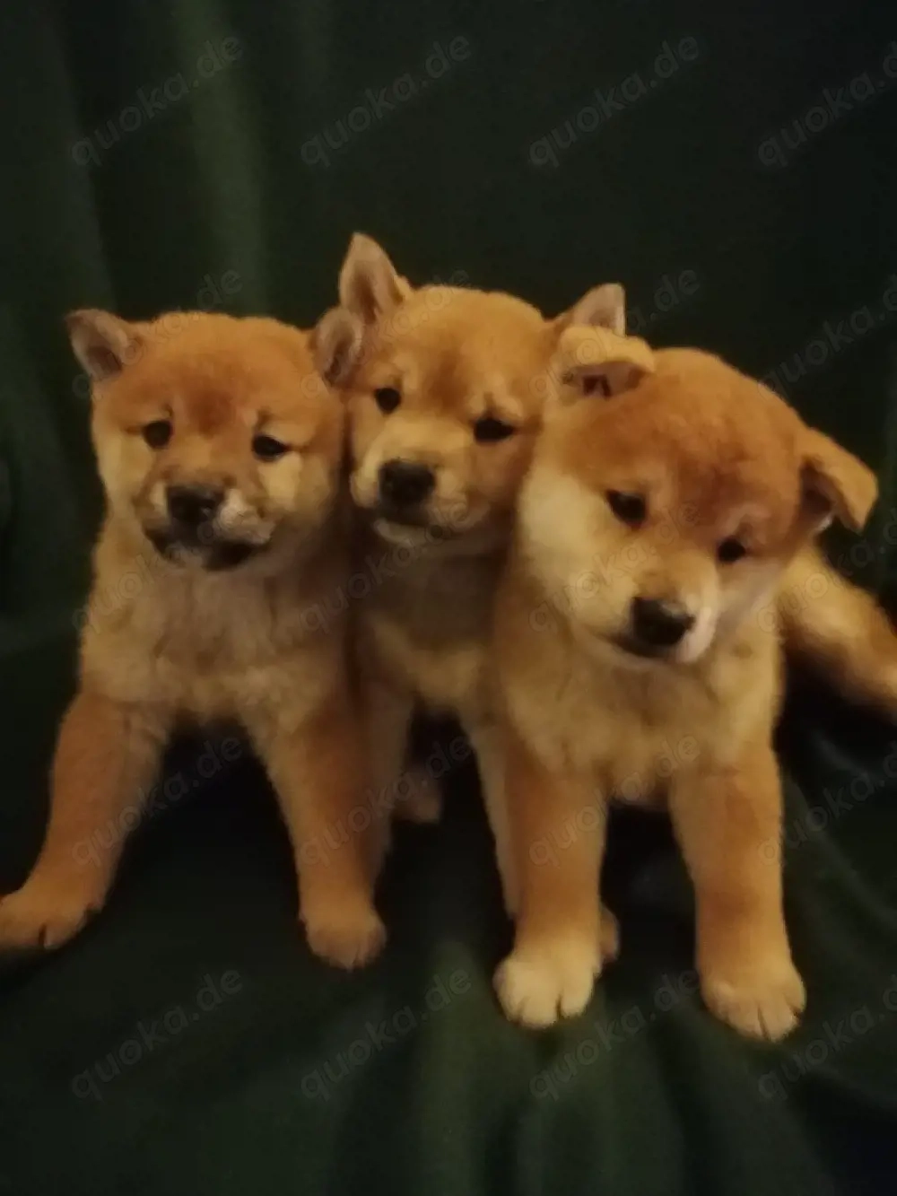 Super süße Shiba Inu Welpen