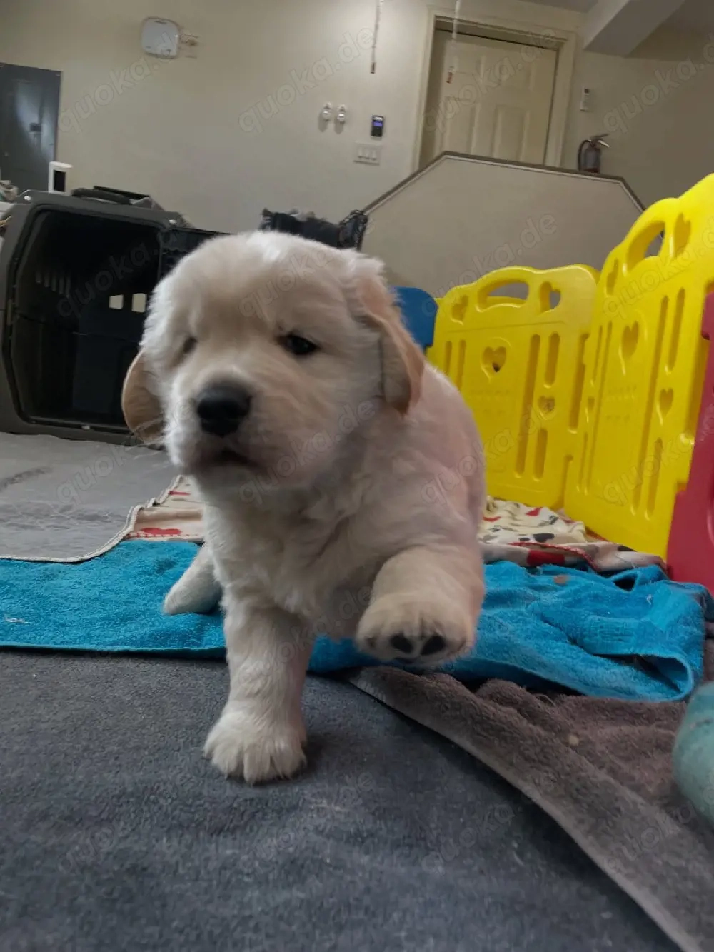 Golden-Retriever-Welpen