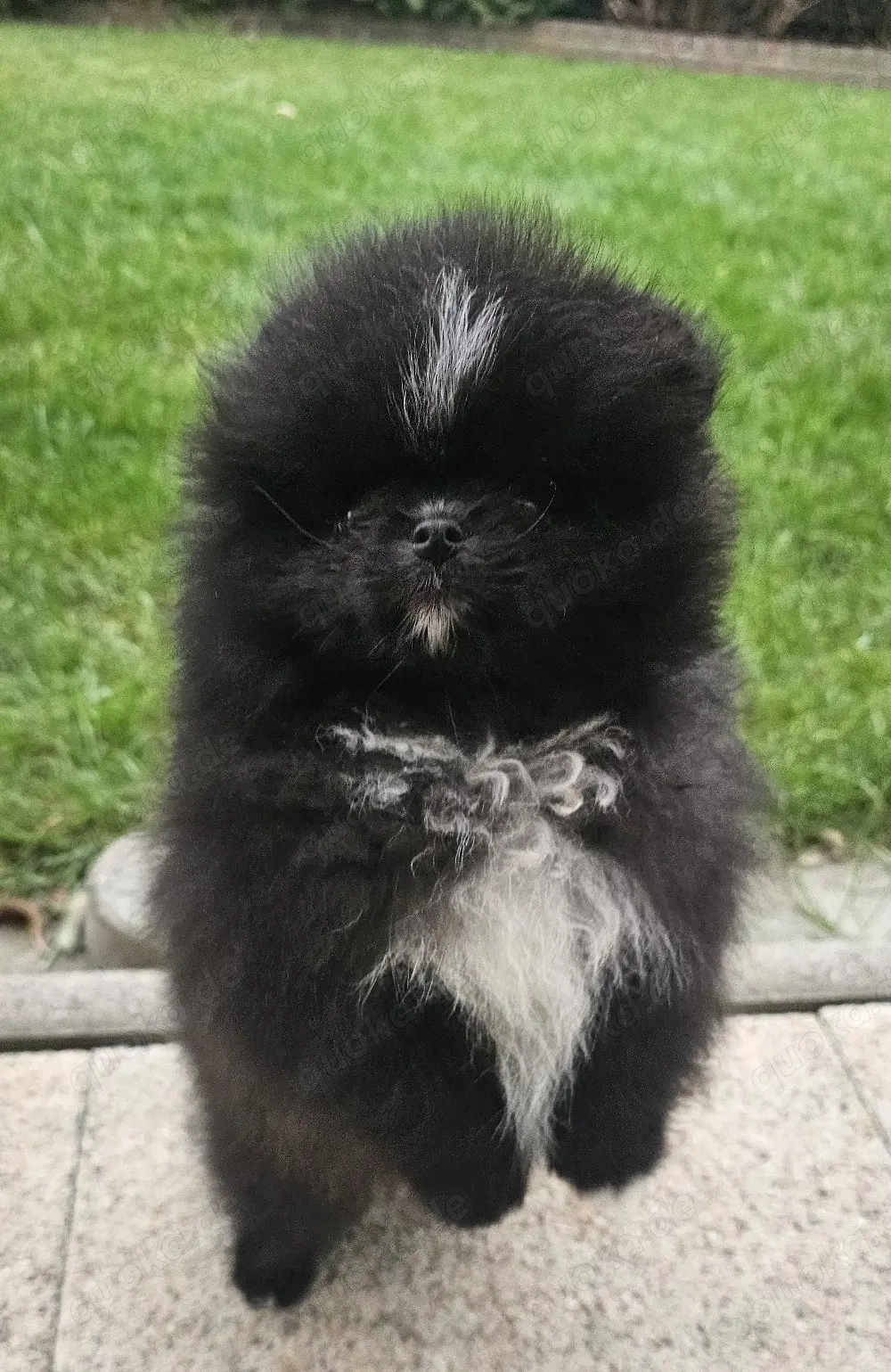 Pomeranian Rüde besonders intelligent 