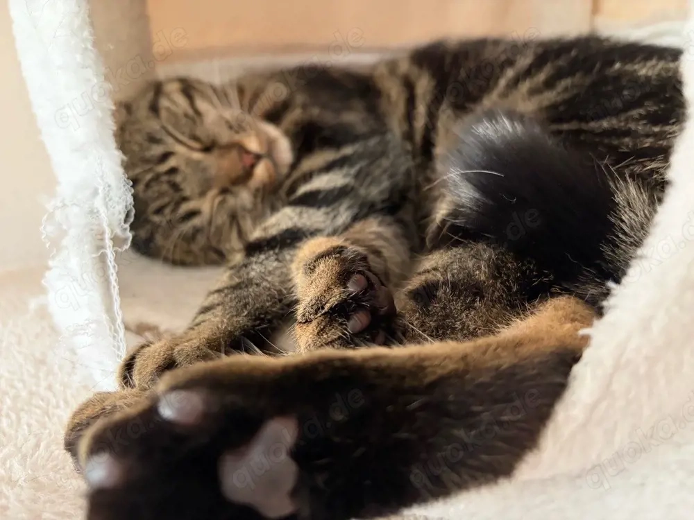 katze abzugeben 
