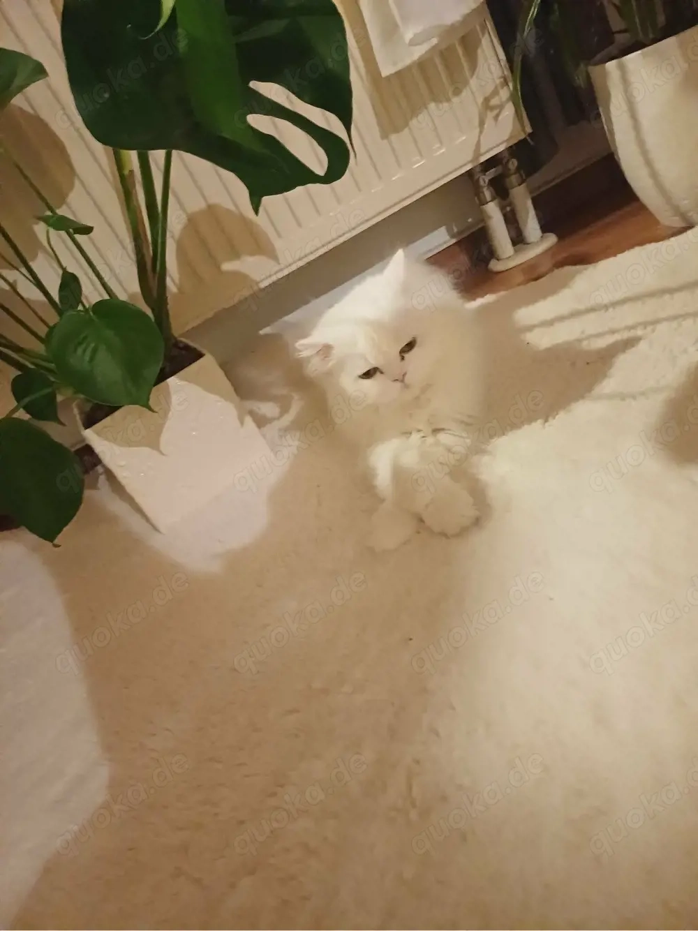 persische hauskatze in wundervolle hände abzugeben 