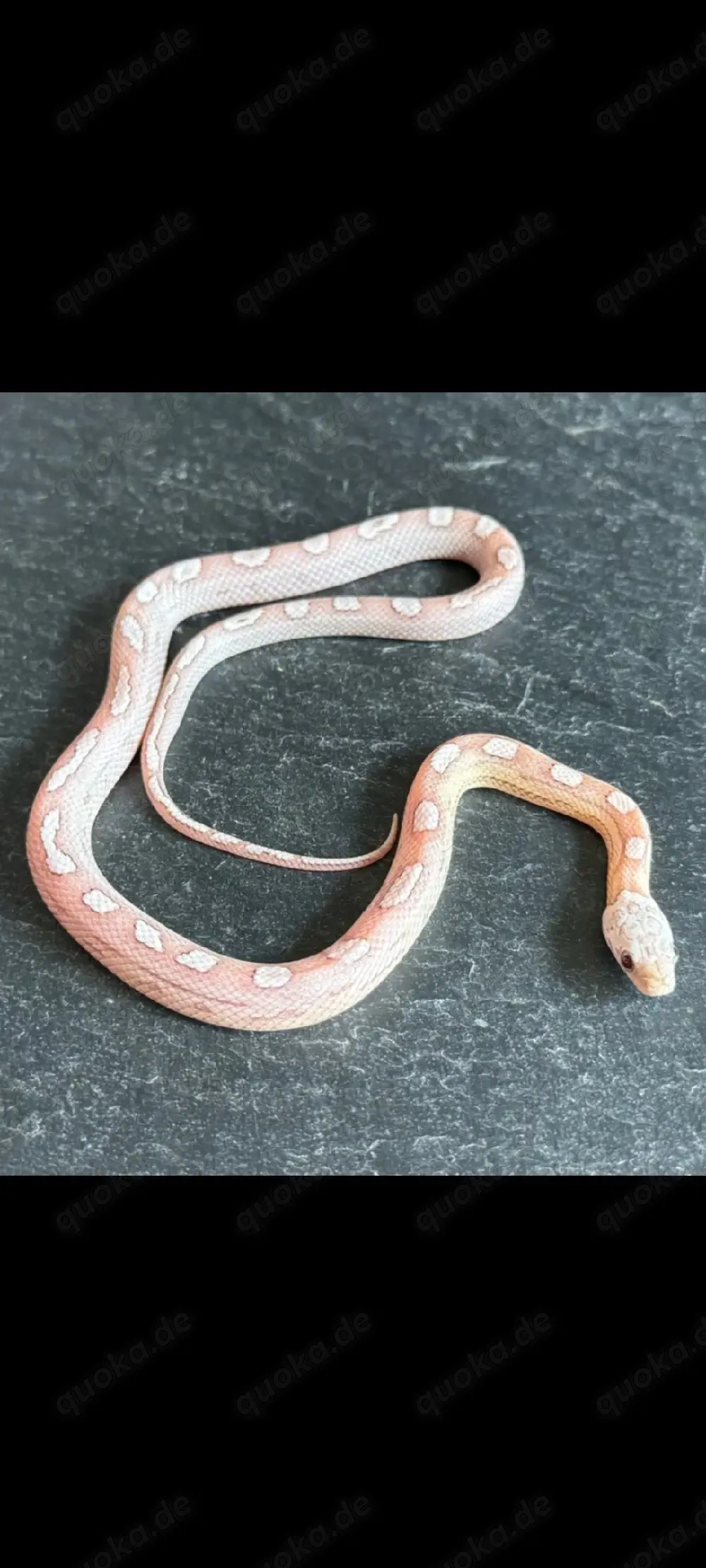 Kornnatter Nachzucht Paar 1.1 Ghost Sunkissed Tessera Motley het. Amel