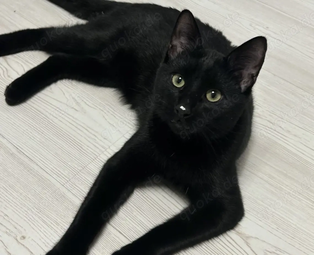 1 Kater sucht noch 