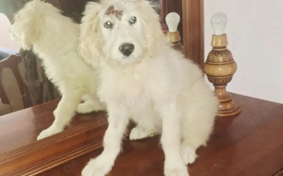 Mia - mehr als nur ein Wollknäuel