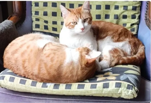 2 kater die in der Türkei sind....