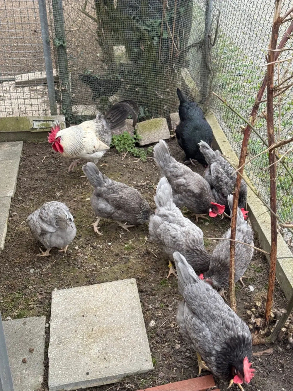 Hühner Silverrudds Bla Bruteier 