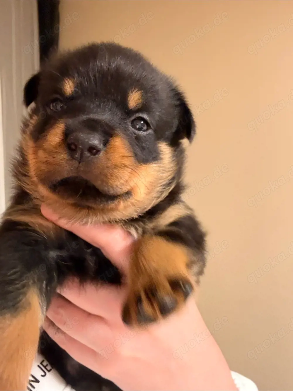 reinrassige Rottweiler Welpen  