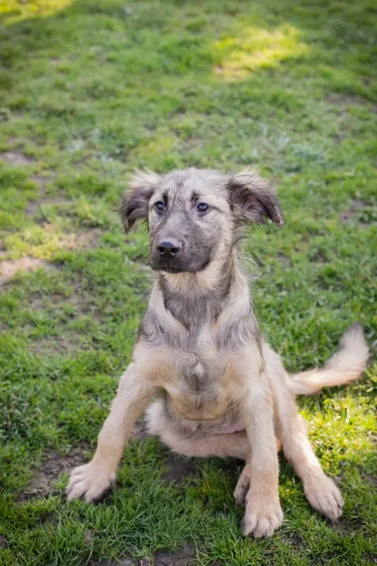 Welpe *NIKI* Die Süße wird momentan auf ein Leben in einer Menschenfamilie vorbereitet