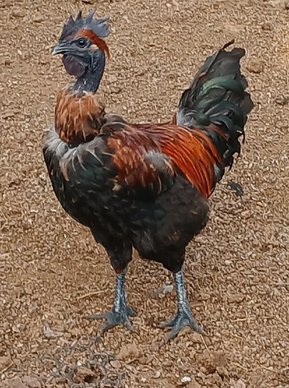 Ga H'Mong,  Dongxiang Lukedanji, Hühner bunt, Nackthals, Eintagsküken, Bruteier 