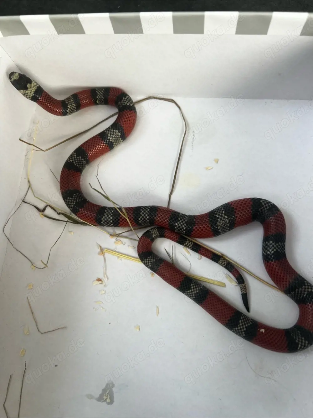 Dreiecksnatter Lampropeltis Triangulum
