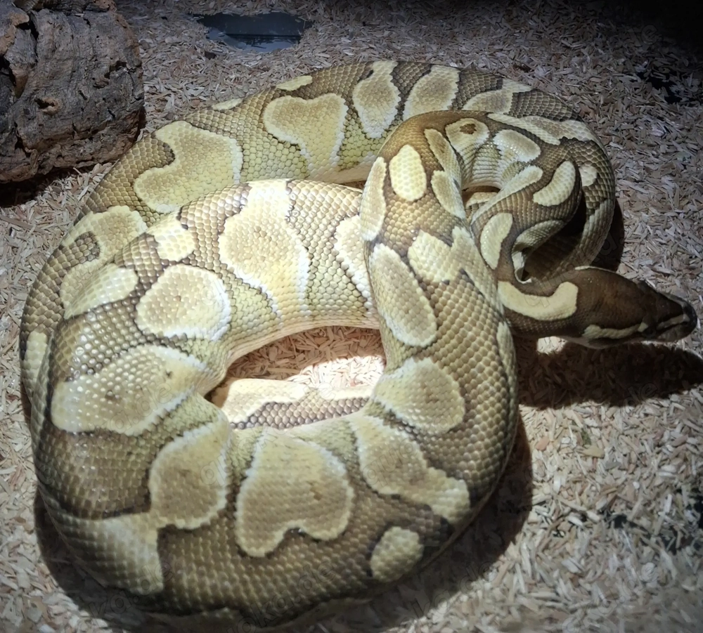 Python regius königspython  0,1