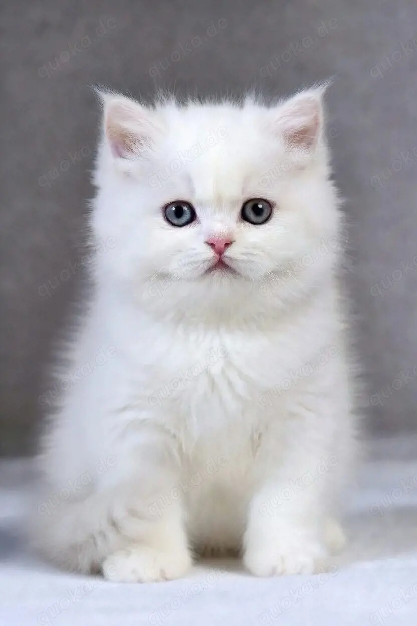 BKH-BLH Kitten Schneeweiß und black golden shaded