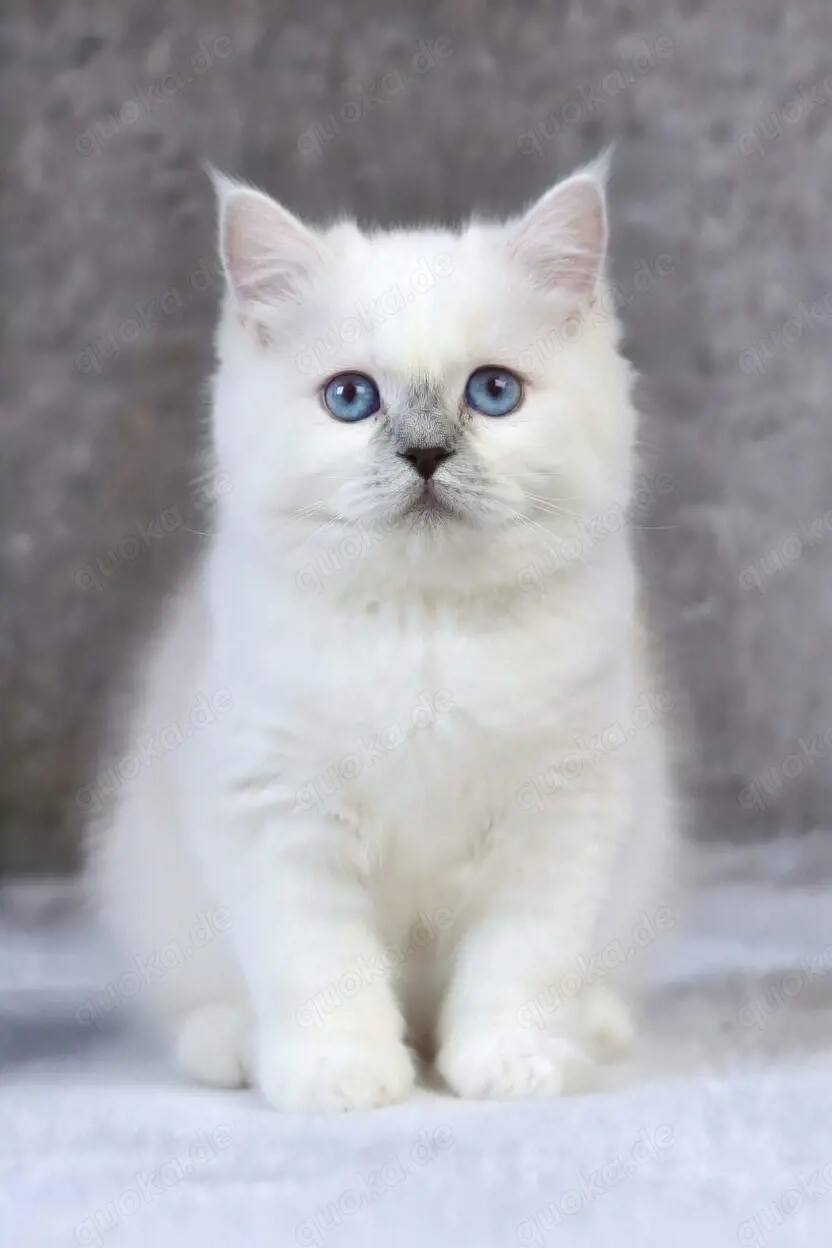 BKH-BLH Kitten Schneeweiß und black golden shaded