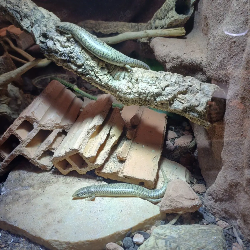 Walzenskink  Chalcides ocellatus ocellatus 