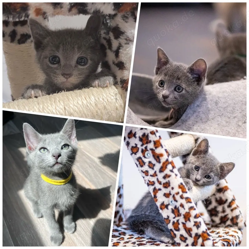 Wurfankündigung: Russisch Blau Kitten 