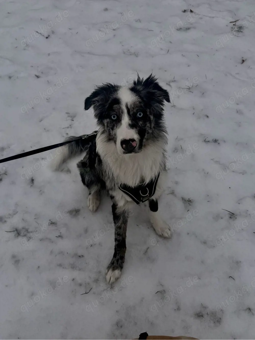 koda sucht ein neues zuhause 