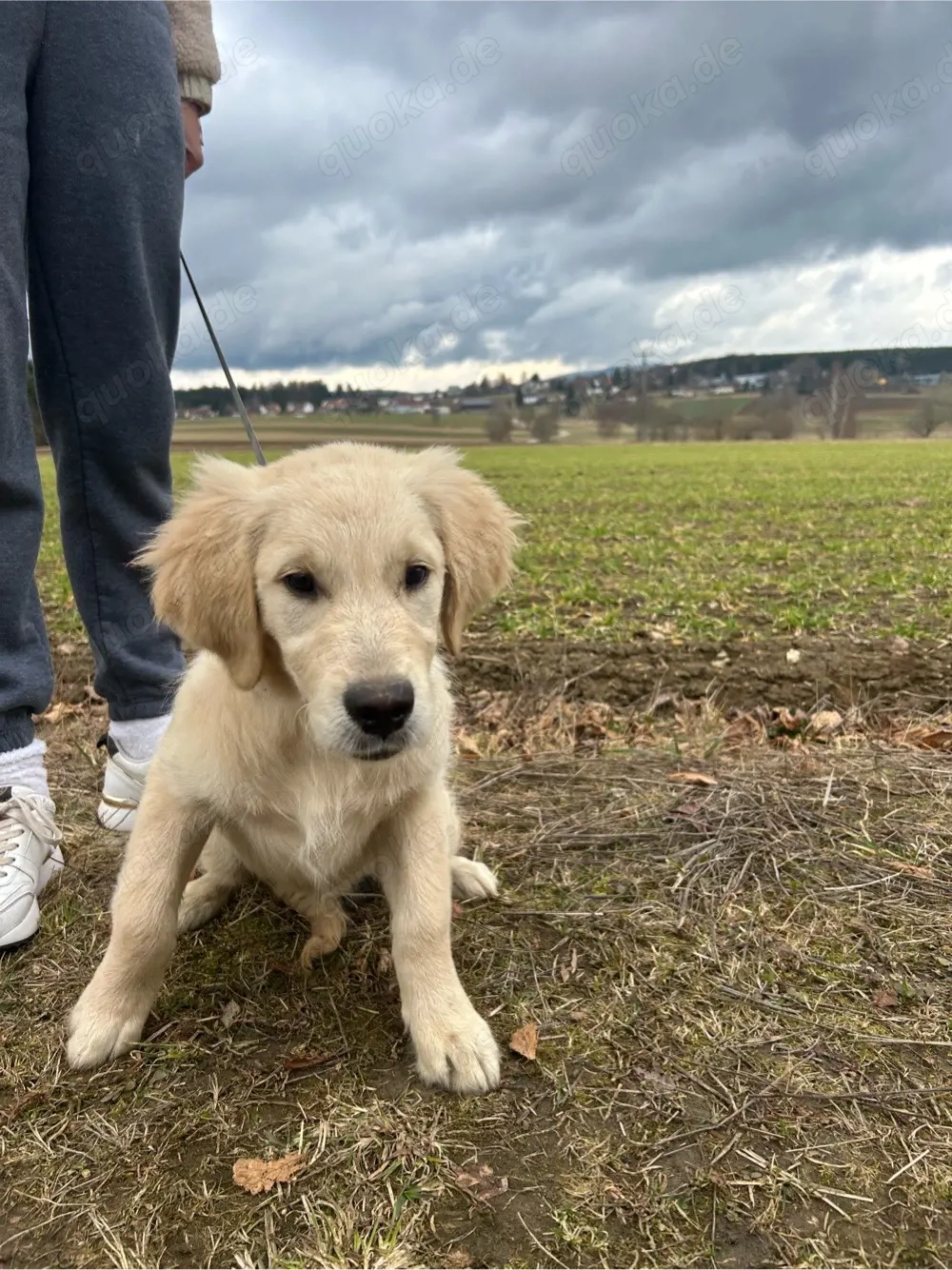 Golden Retriever Welpen