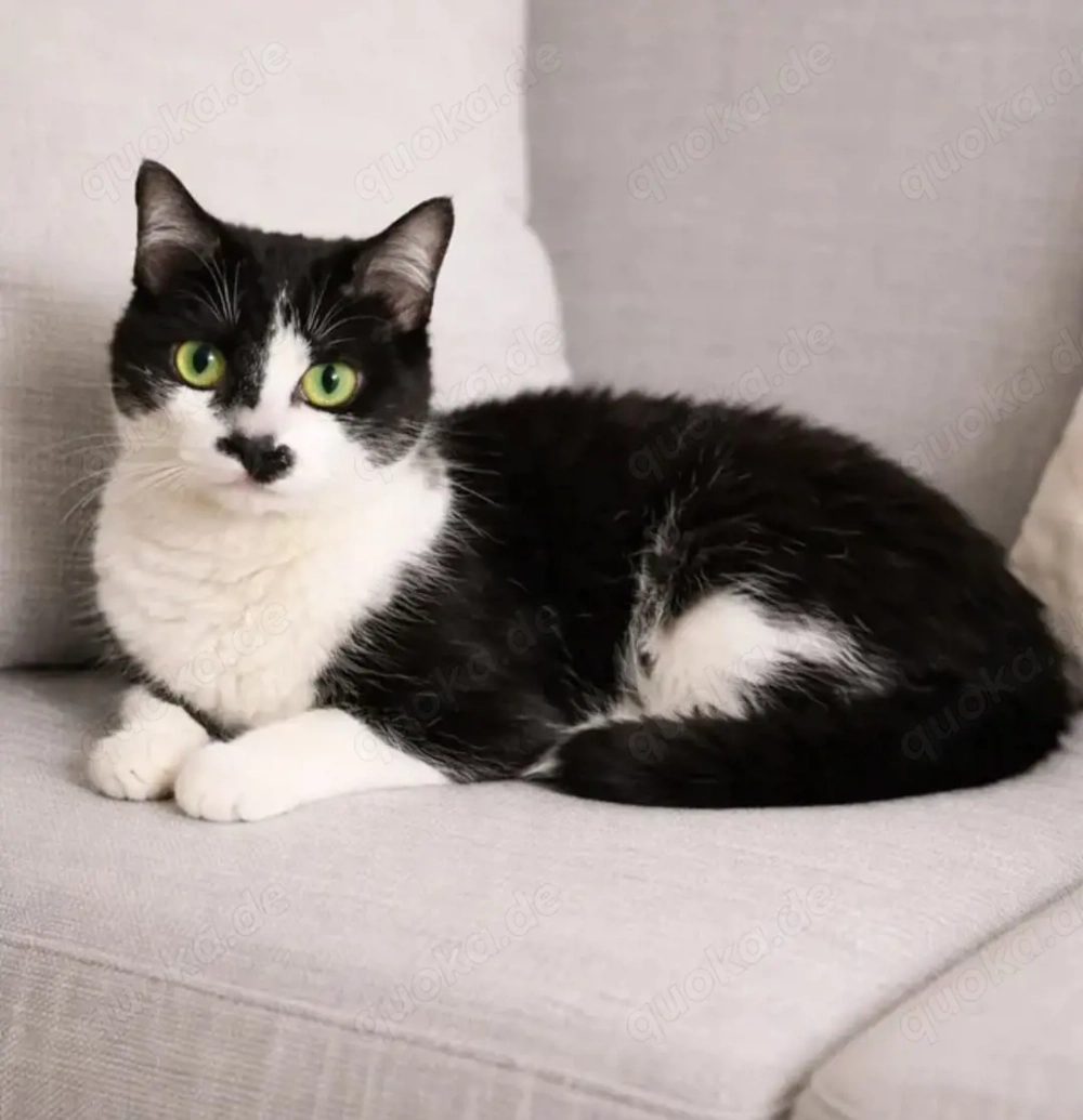 Aria Verschmustes ruhiges Katzenmädel sucht harmonische Familie 