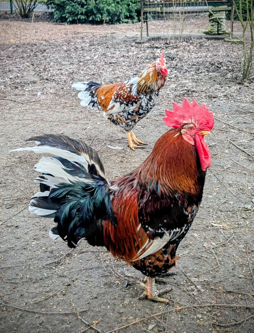 Schwedischer Blumenhahn  Junghahn