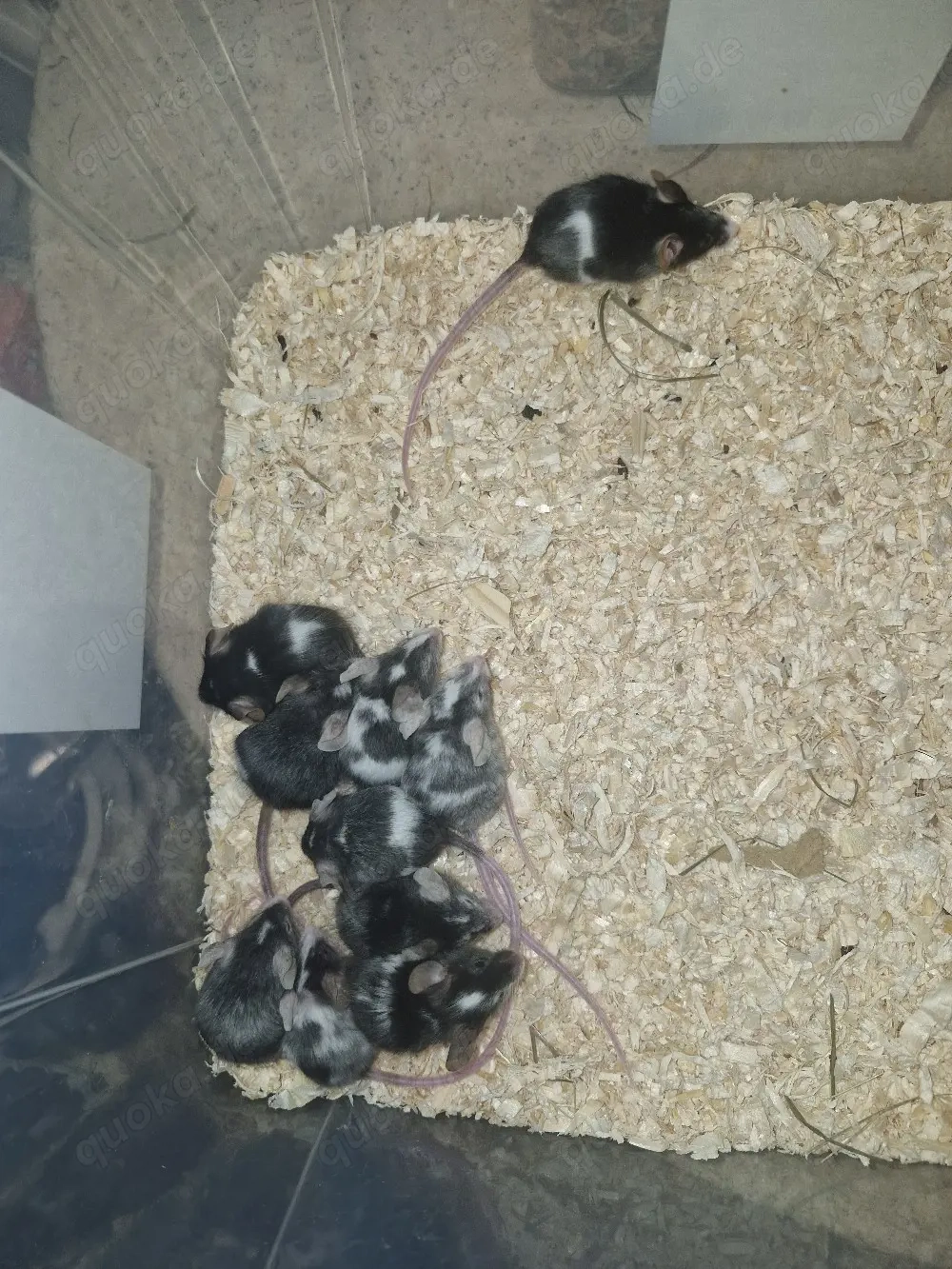 Futtermäuse regelmäßig
