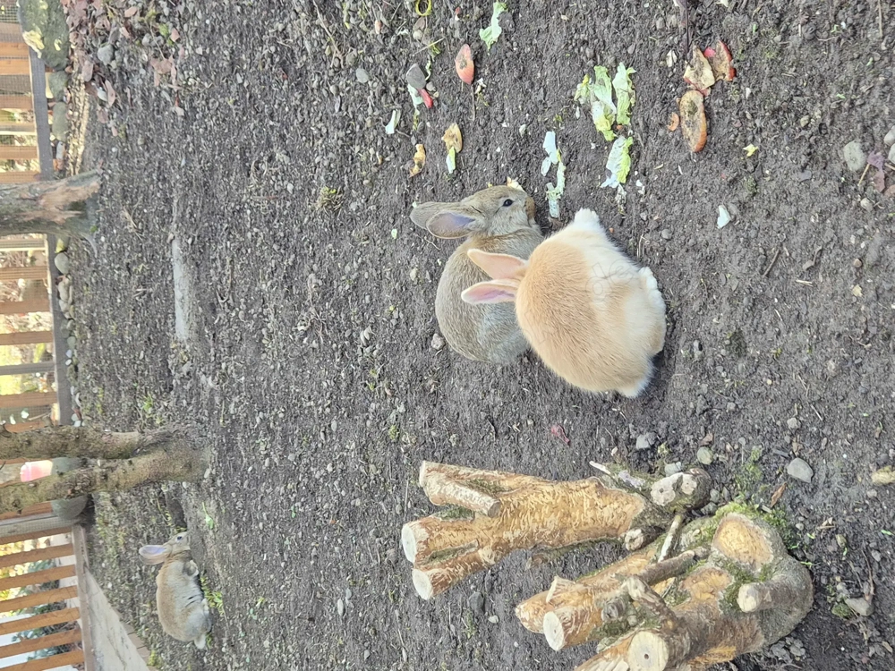 Deutsche Riesen abzugeben 