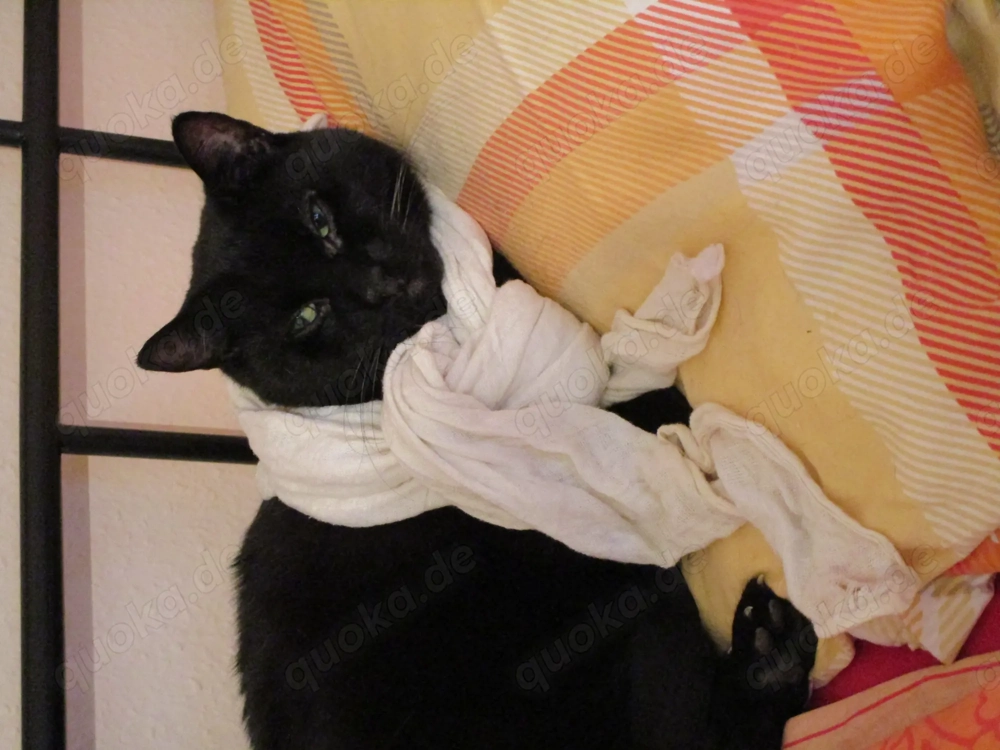 Katze gesucht