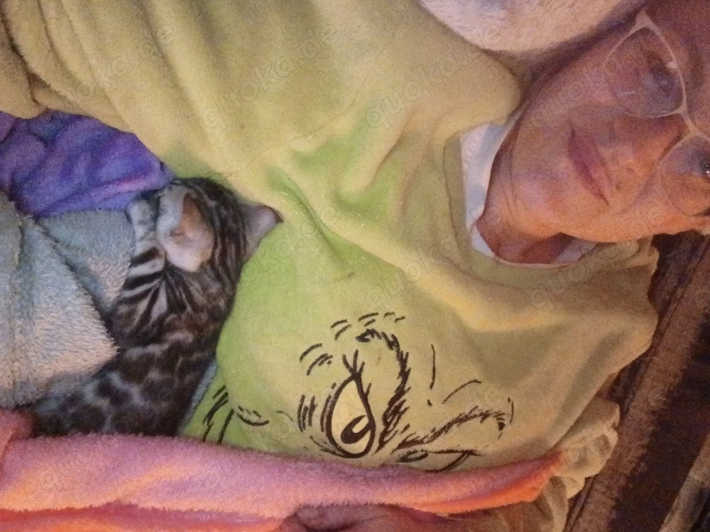 Verschmuste Bengalkitten 