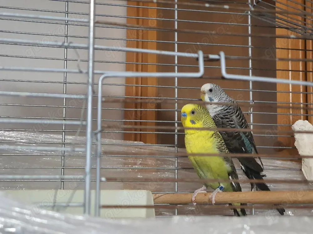 Wellensittich Blackwing Paar