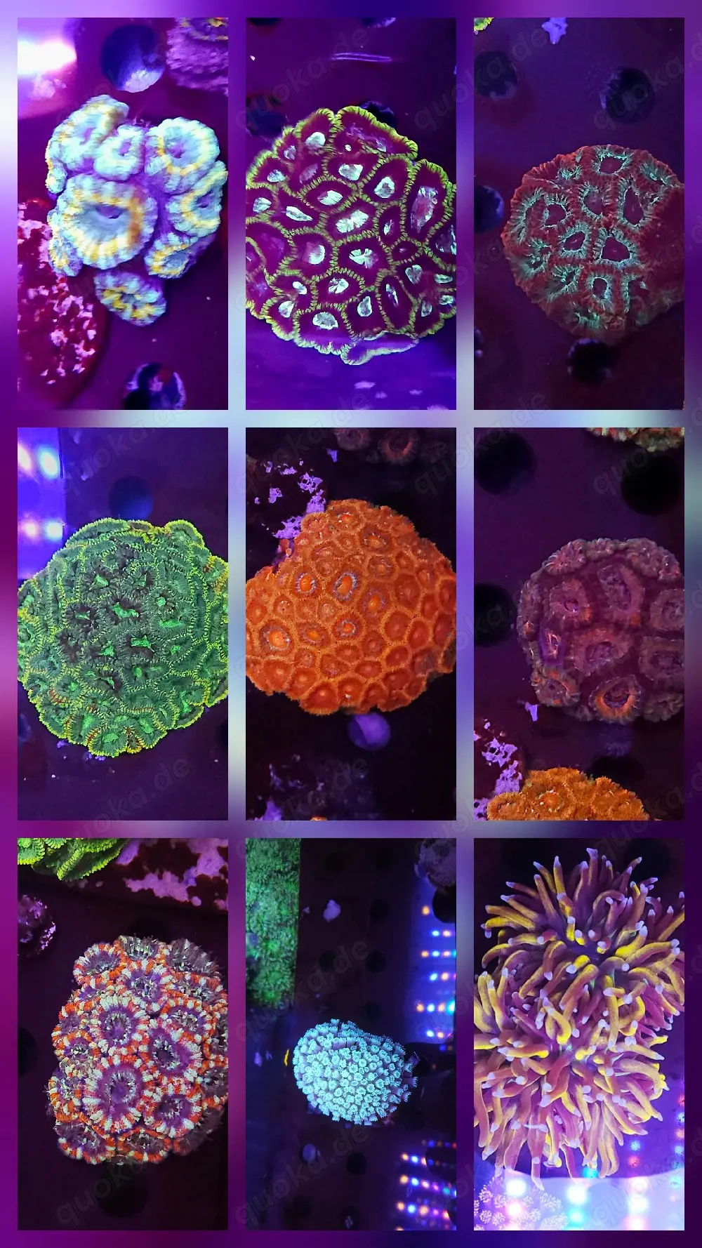 Bis zu 25%!!! Acropora, Euphyllia, Goniopora, LPS, SPS, Zoas, Korallen, Meerwasser
