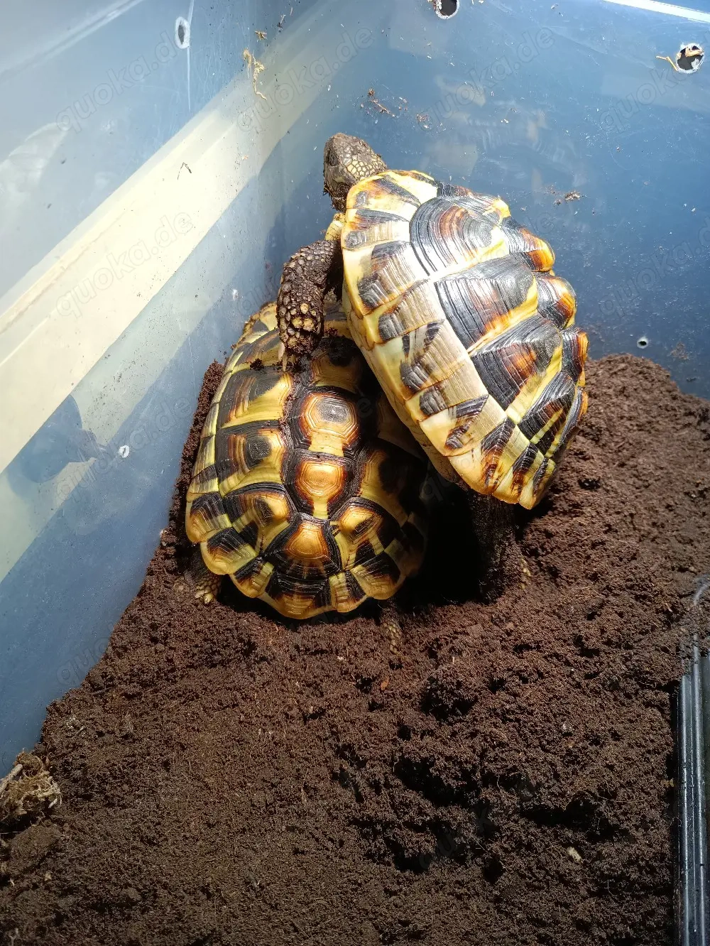2x (W) griechische Landschildkröten   Optional Gehege mit UV u.s.w.