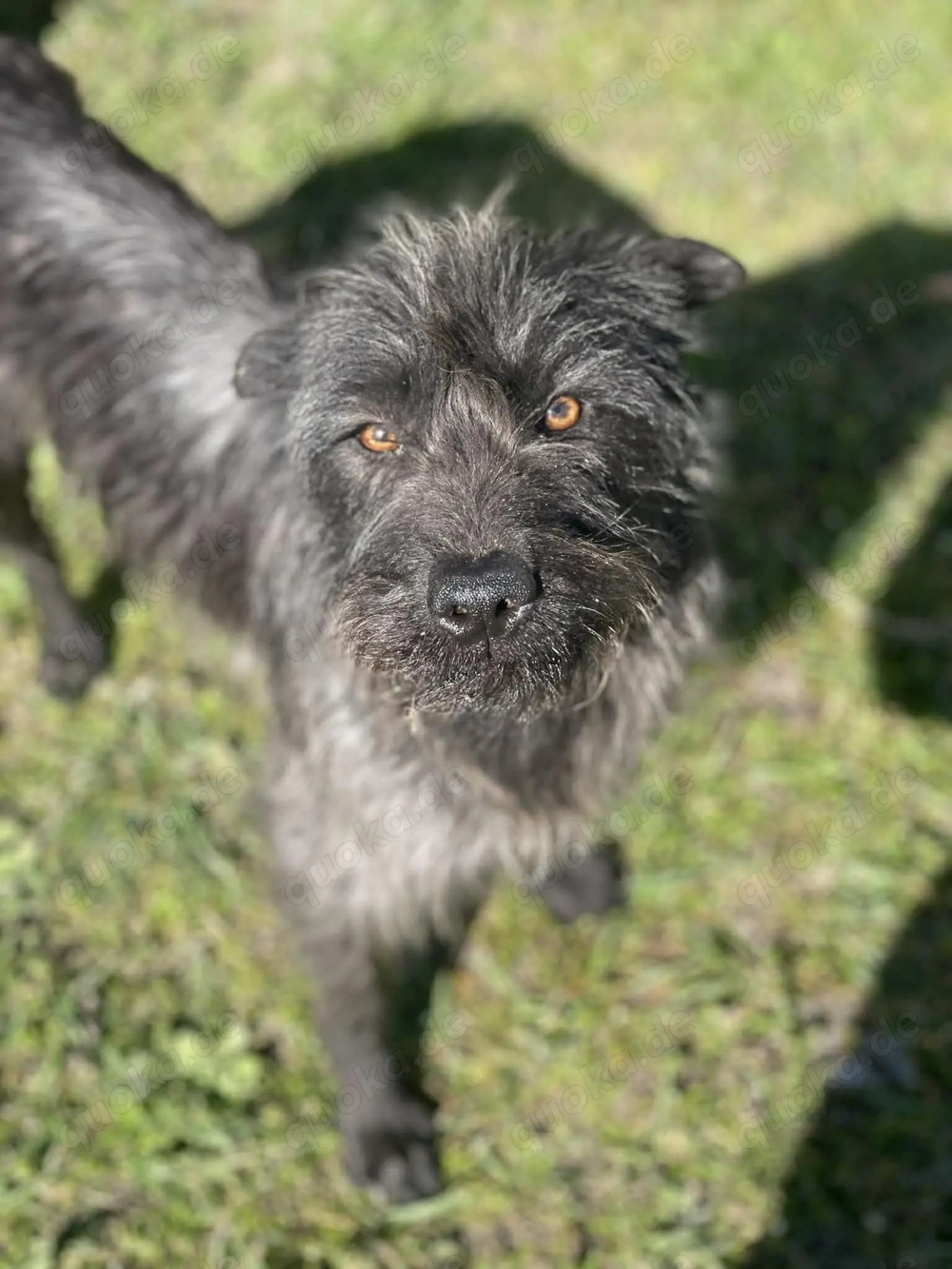 Xana, Hundemama sucht liebevolles Zuhause
